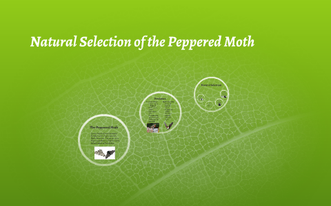 Natural Selection Of The Peppered Moth By Jordan Keller