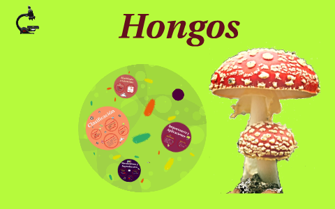 Hongos: Morfología, Estructura, Clasificación e Importancia by Laura ...