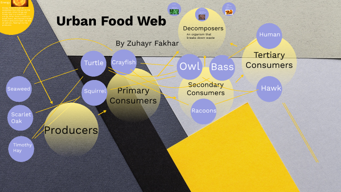 Urban Food Web by Zuhayr Fakhar on Prezi Biology Diagrams
