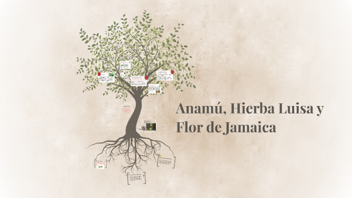 Anamú, Hierba Luisa y Flor de Jamaica by milly ascha