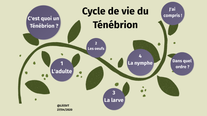 Cycle de vie du Ténébrion by Elisabeth Lion on Prezi