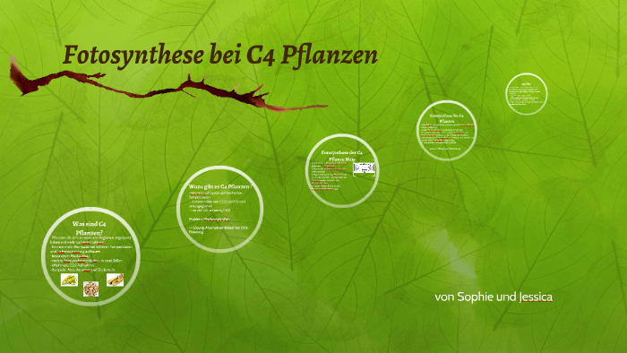 Fotosynthese Bei C4 Pflanzen Fotosynthese bei C4 Pflanzen by Jessica Zumdick on Prezi
