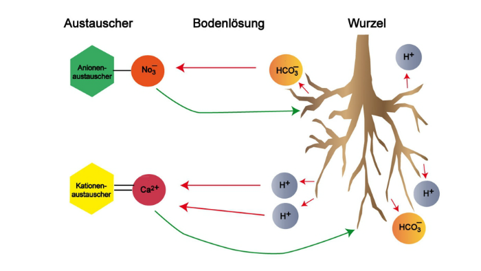 Der Boden als Speicher bzw Ionenaustauscher by Annika Nurmatov