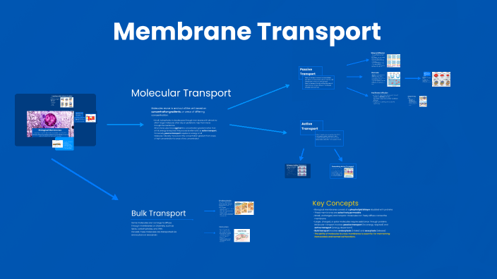 Membrane Transport Concept Map by Deirdre Fitzgerald on Prezi