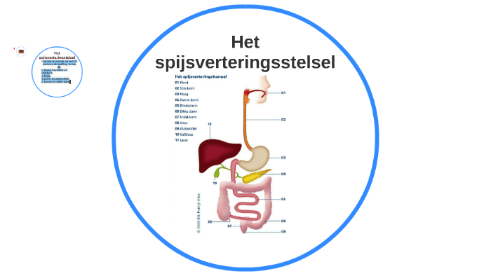 Het spijsverteringskanaal by Wilma Viegen