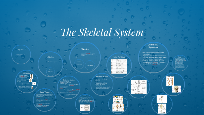 The Skeletal System by Kelsey Turnbow