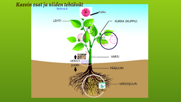 Kasvin osat ja niiden tehtävät by Minkki Niiranen on Prezi