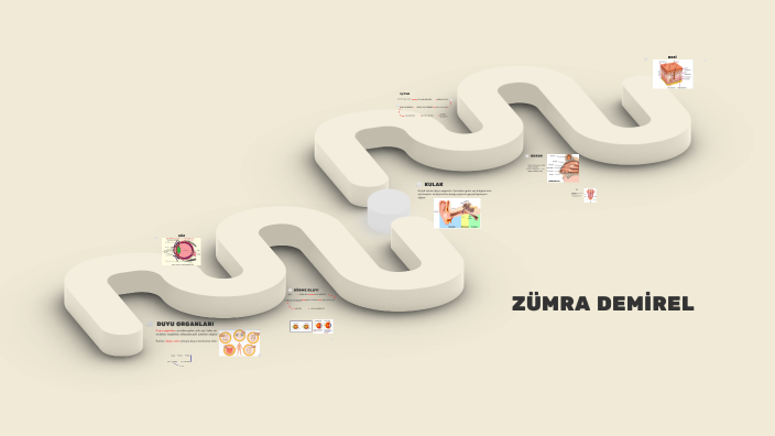 Sensory Organs by Zeynep Demirel on Prezi