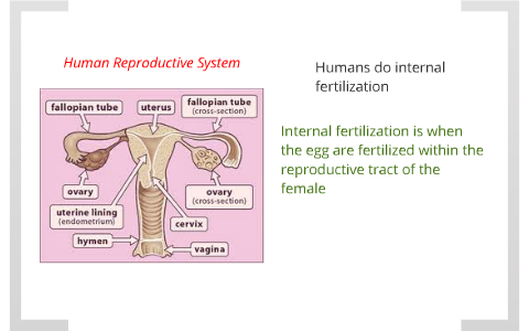 Snails vs. Humans: Reproductive System by douglas sykes on Prezi