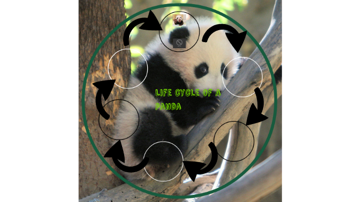 How To Draw A Life Cycle Of A Panda