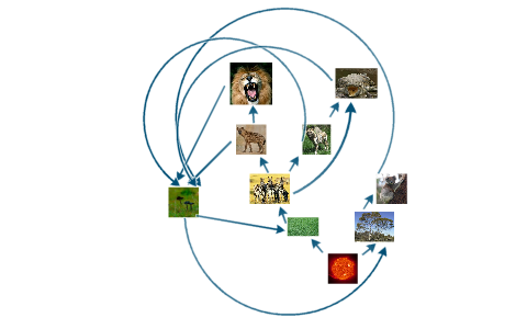 African Savannah Food Chain by Josiah Hill