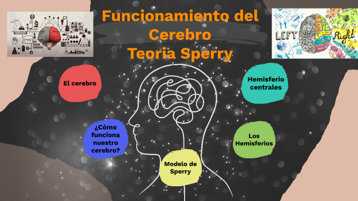 neurociencia teoria de Sperry by davids alexander