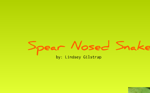 Zoology-Spear Nosed Snake by Lindsey Bedford on Prezi