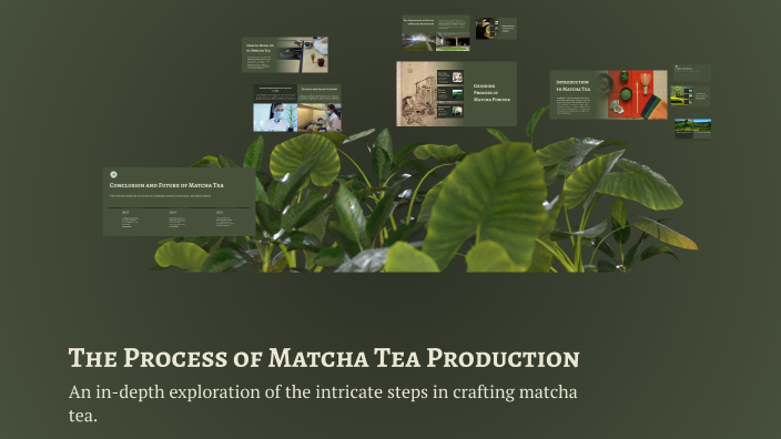 The Process of Matcha Tea Production by Adéla Postránská on Prezi