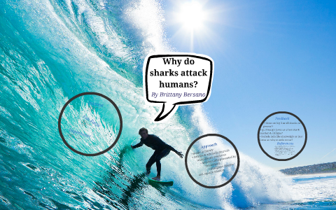 Why Do Sharks Attack Humans? By Brittany Bersano On Prezi