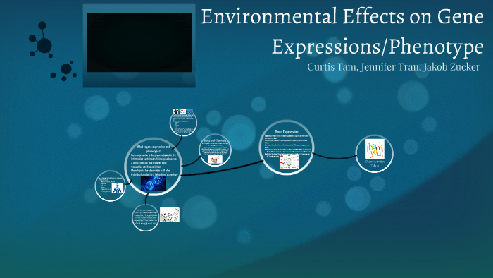 Enviornmental Effects on Gene Expressions/Phenotype by on Prezi