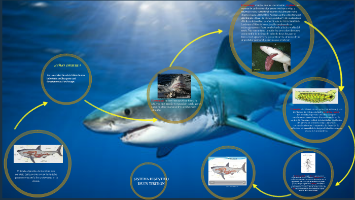 Sistema Digestivo De Un Tiburon By Profesora Stella Sociales On Prezi