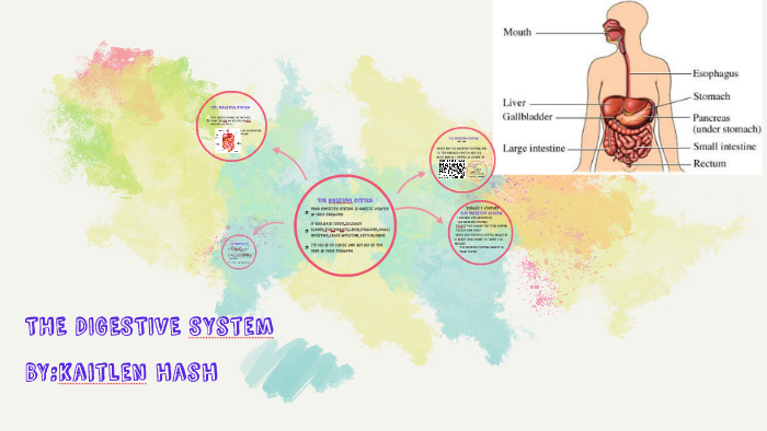 THE DIGESTIVE SYstem by K H on Prezi