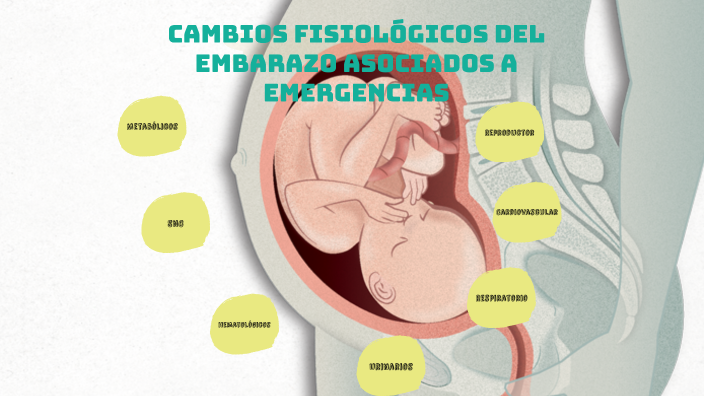 Cambios Fisiologicos Del Embarazo By Erick Fabián Mesa Cifuentes On Prezi 