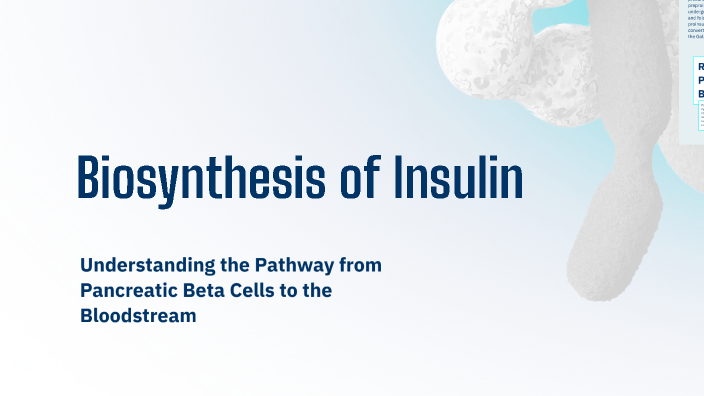 Biosynthesis of Insulin by Suri Schmidt on Prezi