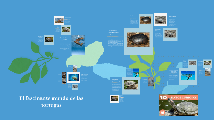 The Fascinating World of Turtles by Eli Martinez :3 on Prezi