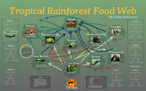 Tropical Rainforest Animals Food Web