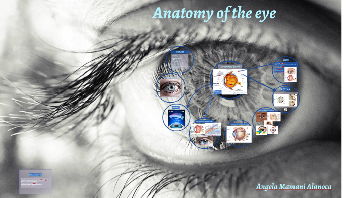 Anatomy of the eye by Ángela Mamani on Prezi