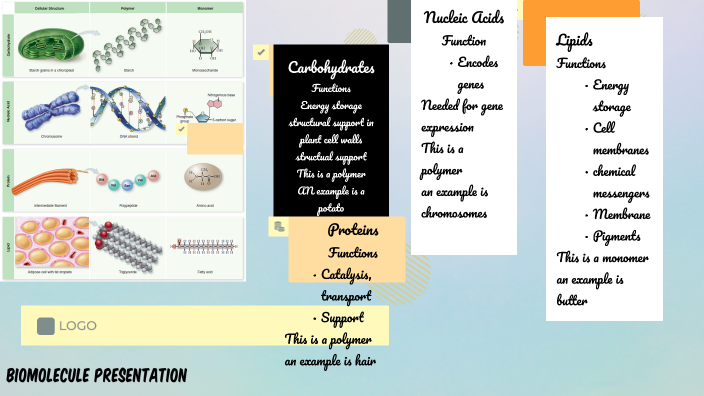 Biomolecule Assignment by KaRisha Taylor on Prezi