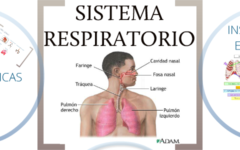 SISTEMA RESPIRATORIO by victor corrale on Prezi