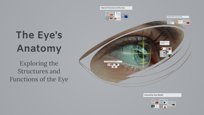 The Eye's Anatomy by Victor B on Prezi