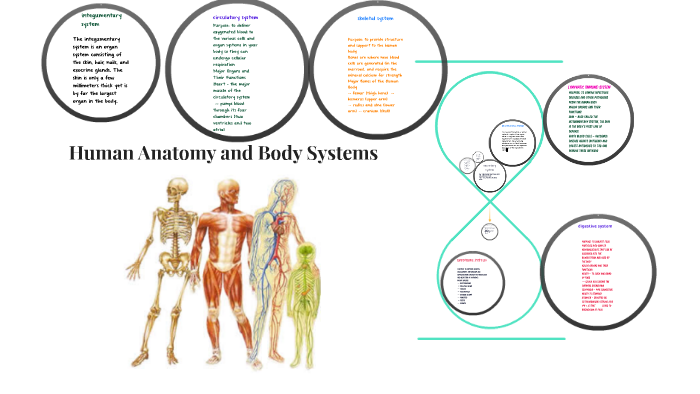 Human Anatomy and Body Systems by evan norward on Prezi