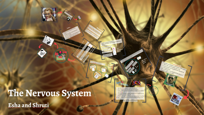 How the Nervous System Works by Prezi Maker on Prezi