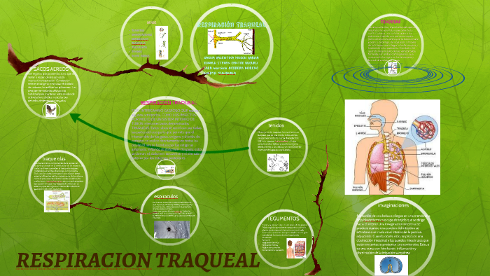 RESPIRACION TRAQUEAL by danna valentina pinzon garcia on Prezi