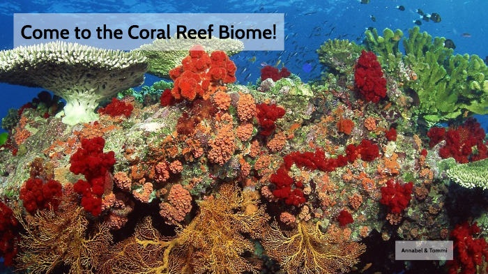 coral reef biome by Annabel Semans on Prezi