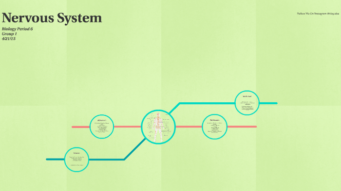 Nervous System Project by Alec Maynard on Prezi