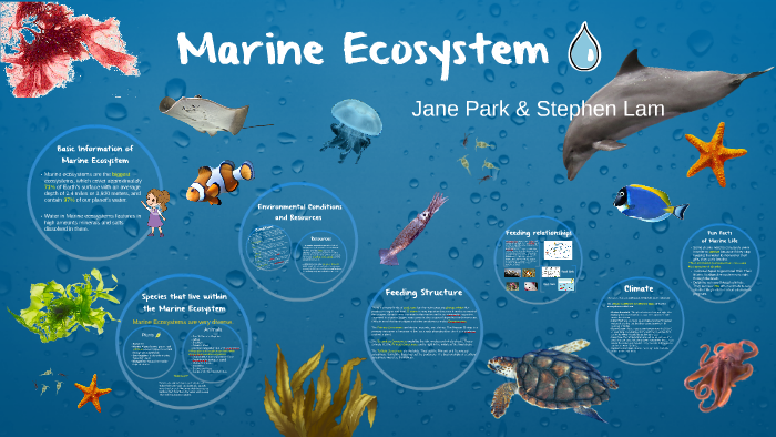 Marine Ecosystem by Noyeon Jane Park