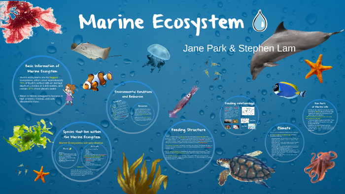 Marine Ecosystem By Noyeon Jane Park - vrogue.co