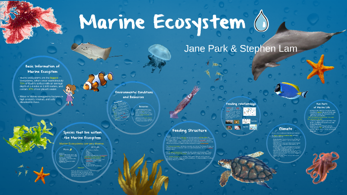 Marine Ecosystem By Noyeon Jane Park On Prezi