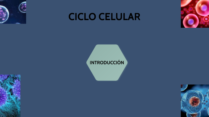 El ciclo celular by Shia Berenice tsamarain wajarai on Prezi