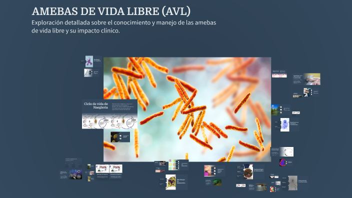 AMEBAS DE VIDA LIBRE (AVL) by Chavely Rosario on Prezi