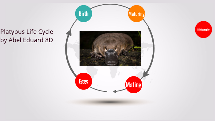 Platypus Life Cycle by Abel Eduard