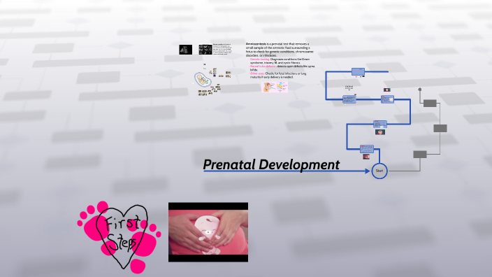 Prenatal Development by Brittany Rhodes on Prezi