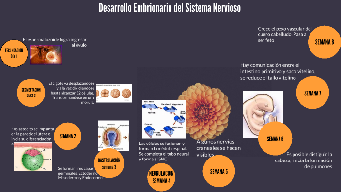 Etapas Del Desarrollo Embrionario Del Sistema Nervioso