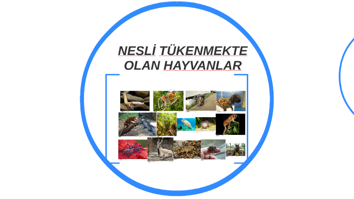 NESLİ TÜKENMEKTE OLAN HAYVANLAR By Mustafa Yildiz On Prezi