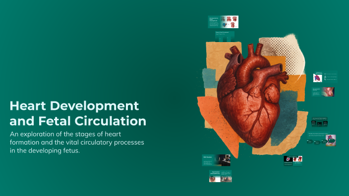 Heart Development and Fetal Circulation by John Manalo on Prezi