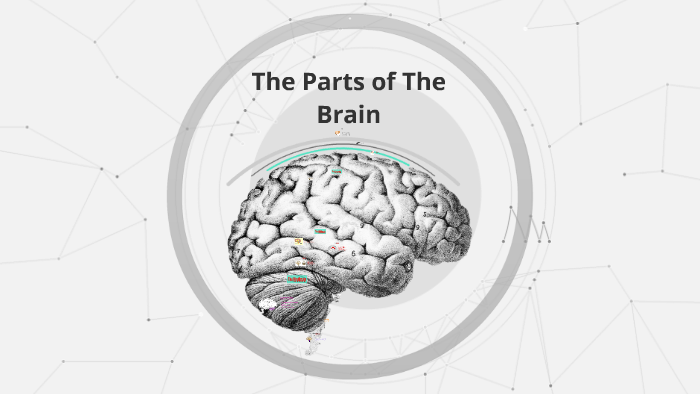 The Parts of The Brain by Brandon Gonzalez on Prezi