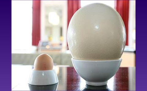 arabian ostrich egg