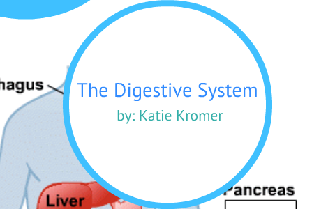 Digestive System by Katie K. on Prezi