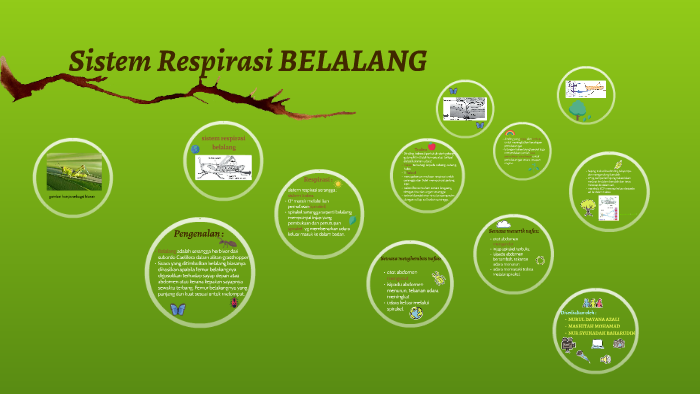 Sistem Respirasi Belalang By Syuhadah Baharudin