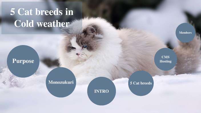 5-cat-breeds-in-cold-weather-by-jaifah-charoonsantikul